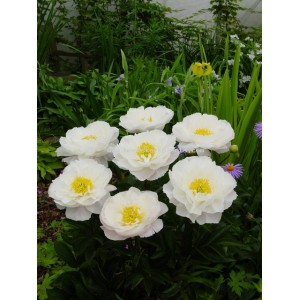 Пион Paeonia Miss America