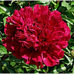 Пион Paeonia Maestro