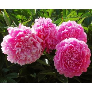 Пион Paeonia Princess Margaret