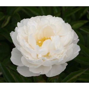 Пион Paonia Gardenia
