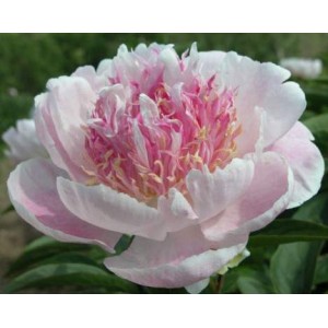 Пион Paeonia Do Tell