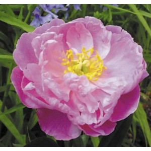 Пион Paeonia Suzette