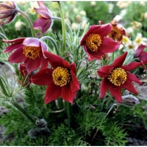 Сон-трава Pulsatilla Red Bells