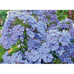 Флокс Phlox Blue Boy
