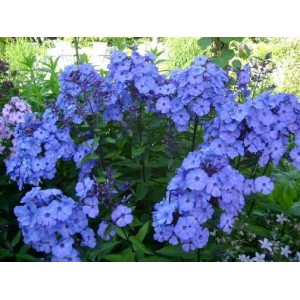 Флокс Phlox Blue Paradise