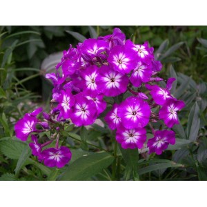 Флокс Phlox Uspech
