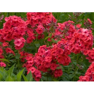 Флокс Phlox Juliaglut