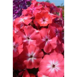 Флокс Phlox Watermelon Punch