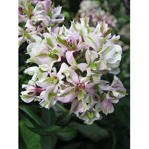 Флокс Phlox Pure Feelings