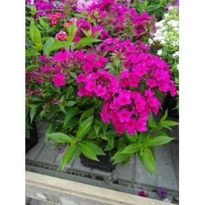 Флокс Phlox Early Cerise