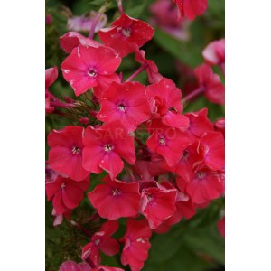 Флокс Phlox Punktchen
