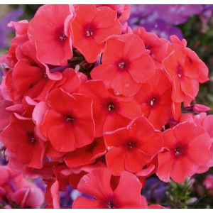 Флокс Phlox Adessa Orange