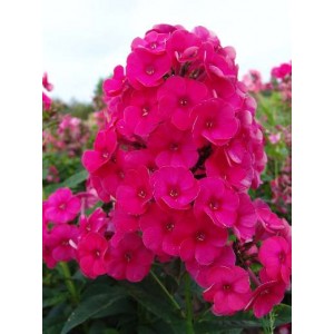 Флокс Phlox Strawberry Daiquiri