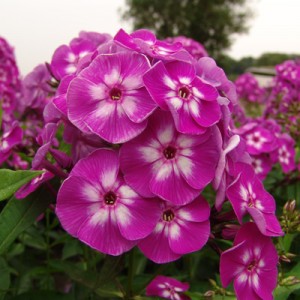 Флокс Phlox Laura