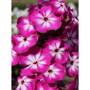 Флокс Phlox Modern Art