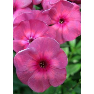 Флокс Phlox Дымчатый Коралл