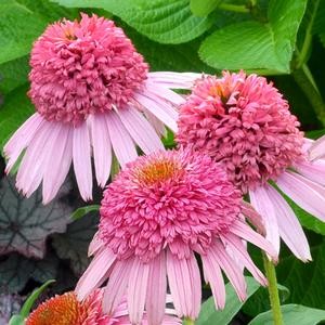 Эхинацея Meteor Pink