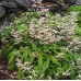 Епімедіум Epimedium Shaanxi Forms
