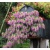 Ориганум Origanum Amethyst Falls