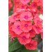 Флокс Phlox Flame Coral