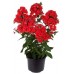 Флокс Phlox Flame Red