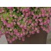 Ориганум Origanum Kent Beauty