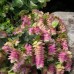 Ориганум Origanum Kent Beauty