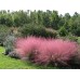 Мюленбергия Muhlenbergia capillaris