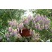 Ориганум Origanum Amethyst Falls