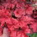 Гейхера Heuchera Autumn Leaves