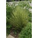 Мискантус Miscanthus 'Gold Bar'