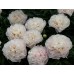 Півонія Paeonia Serena Pastel