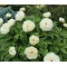 Півонія Paeonia Ballerina
