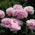 Півонія Paeonia Albert Crousse Півонія Paeonia Albert Crousse