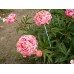 Півонія Paeonia Arindal