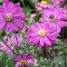 Анемона Anemone Prinz Heinrich