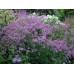Василистник Thalictrum Hewitts Double