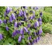 Колокольчик Campanula  Purple Sensation