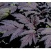 Клопогон Actaea Carbonella