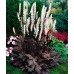 Клопогон Actaea Carbonella