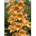 Наперстянка Digitalis Goldcrest