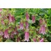 Колокольчик Campanula Elizabeth
