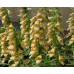 Наперстянка Digitalis Spice Island