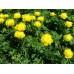 Купальница Trollius Lemon Queen