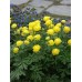 Купальница Trollius Lemon Queen
