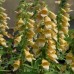 Наперстянка Digitalis Spice Island