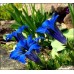 Пенстемон Penstemon Pocahontas