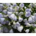 Колокольчик Campanula Elizabeth Oliver