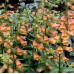 Наперстянка Digitalis Goldcrest