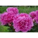 Пион Paeonia Варенька Пион Paeonia Варенька